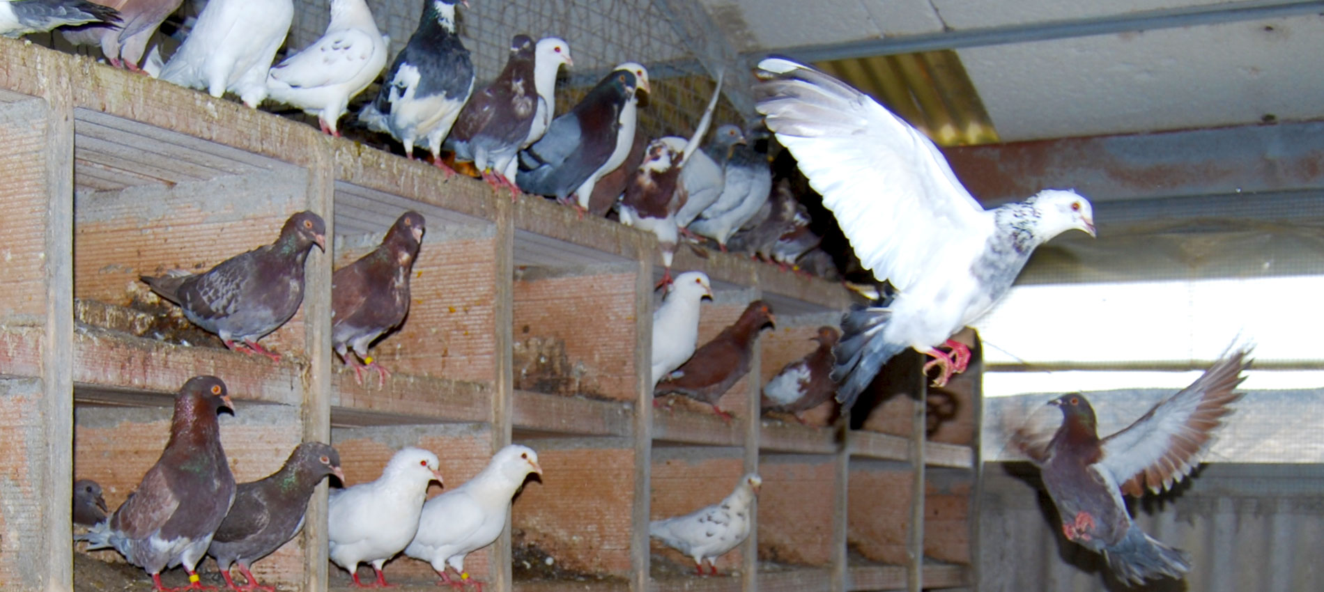 Allevamento Il Piccione